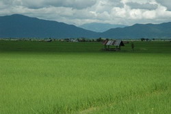 Rice paddies with forested hills.