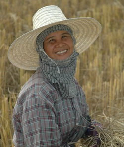 Ever present Thai smile at harvest time.